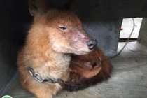 Chó rừng và chó sói đỏ vẫn còn trong tự nhiên