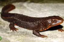 Thú cưng gồm nhiều loài khác nhau