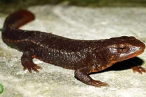 Thú cưng gồm nhiều loài khác nhau