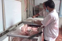 Hàng chục tấn thịt nhiễm dịch tả lợn châu Phi được làm giò chả