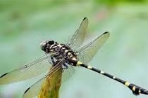 Chuồn chuồn hiếm dần