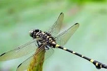 Chuồn chuồn hiếm dần