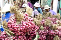 Sóc Trăng kêu gọi 'giải cứu' 50.000 tấn hành tím