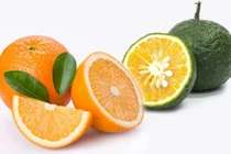 Một người chỉ nên ăn 1-2 quả cam/ngày 