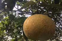 Dung dịch diệt nấm độc hại trên cây bưởi