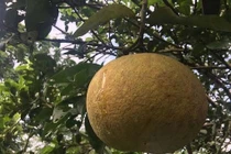 Dung dịch diệt nấm độc hại trên cây bưởi