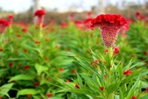 Việt Nam đưa hạt giống lên vũ trụ