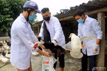 Xuất hiện dịch cúm A/H5N6, nỗi lo dịch chồng dịch
