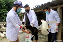 Xuất hiện dịch cúm A/H5N6, nỗi lo dịch chồng dịch