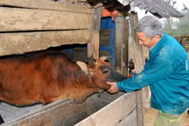 Bệnh lạ trên trâu, bò lan rộng ở Hà Tĩnh