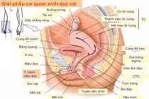 Rách cùng đồ âm đạo sau quan hệ tình dục 