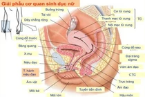 Rách cùng đồ âm đạo sau quan hệ tình dục 