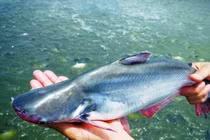 Giá thịt heo "vọt" lên 200.000 đồng/kg, chuyên gia khuyên nên chuyển sang ăn cá tra