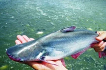 Giá thịt heo "vọt" lên 200.000 đồng/kg, chuyên gia khuyên nên chuyển sang ăn cá tra