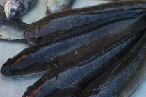 Pín bò nấu cá quả chữa liệt dương