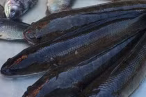 Pín bò nấu cá quả chữa liệt dương