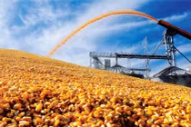 Thương vụ 115 triệu USD của T&T Group: Điểm sáng trên thị trường thức ăn chăn nuôi thời dịch Covid-19