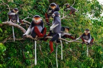 Ngày Môi trường thế giới 2020: Chủ động phục hồi hệ sinh thái