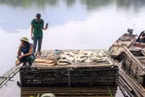 Cá chết hàng loạt trên sông Mã, 2 công ty thừa nhận xả thải