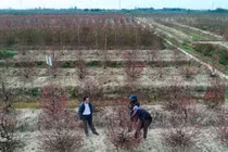 Người trồng đào ở Hải Dương có nguy cơ trắng tay, nợ nần vì Covid-19