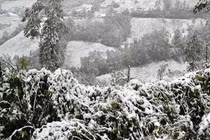 Biện pháp “phá” sương muối