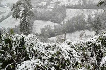 Biện pháp “phá” sương muối