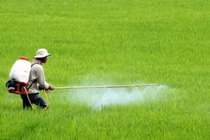 4 đúng trong sử dụng thuốc bảo vệ thực vật