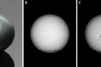  Gắn chip truy xuất vào ngọc trai