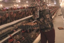 Lạ lùng chuyện nam thanh niên nuôi gà cho nghe nhạc thu nhập tiền tỉ