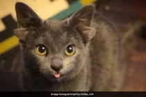 Mèo con bốn tai đã được nhận nuôi