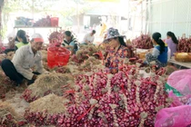 Vì sao giá hành tím ở Sóc Trăng ‘thất thủ’?