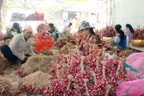 Vì sao giá hành tím ở Sóc Trăng ‘thất thủ’?