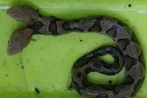 Con rắn đen 2 đầu gây khiếp sợ cho người Mỹ đã chết