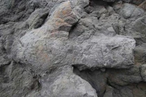 Hàng loạt dấu chân khủng long phát lộ sau bão tại Anh