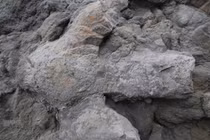 Hàng loạt dấu chân khủng long phát lộ sau bão tại Anh