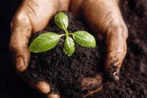 Cần ủ bã trà trước khi bón cây