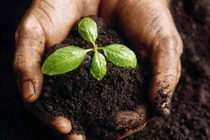 Cần ủ bã trà trước khi bón cây