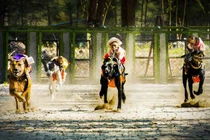 Đua chó trên đảo Khỉ