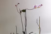 Trồng lại lan hồ điệp khi hoa tàn