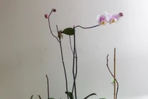 Trồng lại lan hồ điệp khi hoa tàn