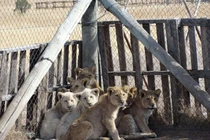 Tác hại của việc nuôi nhốt hổ