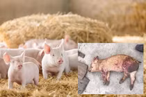 Làm chủ công nghệ kit phát hiện virus dịch tả lợn châu Phi