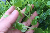 Ăn rau càng cua thanh nhiệt giải độc