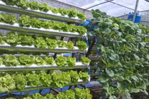 Rau trái vụ bằng thủy canh cho năng suất cao