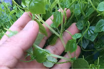 Ăn rau càng cua thanh nhiệt giải độc