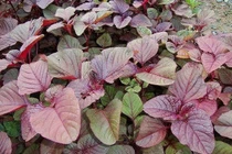 Rau dền cơm chữa nhiều bệnh