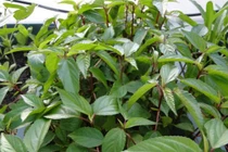 Rau đay phục hồi đại tiểu tiện cho người đột quỵ