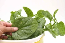 Cẩn thận khi chọn rau cho trẻ nhỏ