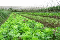 Phân biệt rau hữu cơ