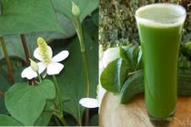 Cách chữa bệnh trĩ từ rau diếp cá